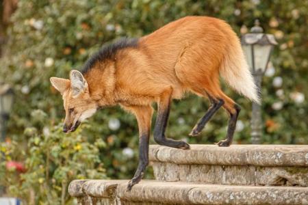 Watching a manned wolf at Pousada do Caraca near Ouro Preto, Brazil