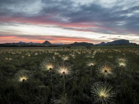 Plants glowing at dusk on a plain in the Chapada dos Veadeiros