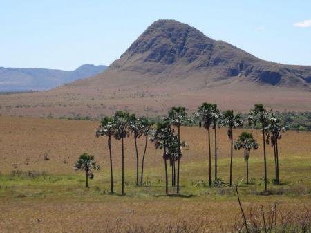 Grove of trees in front of hill in Parque da Maytrea