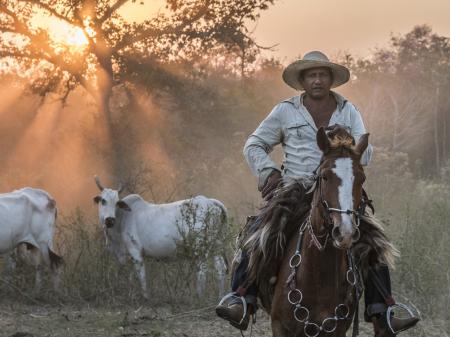 Cowboy riding in the South Pantanal