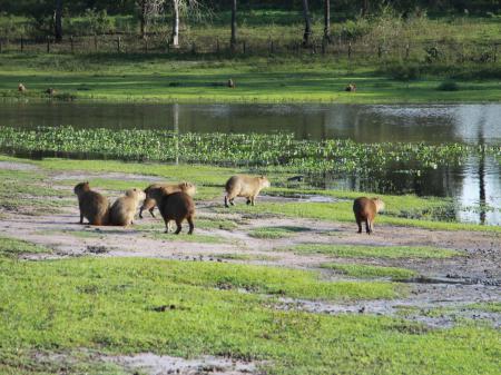 A group of capybaras in the South Pantanal