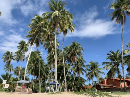 View of coconut trees at the beach of Praia da Lage 