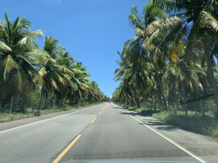 Highway lined with coconut palms in Praia Gunga