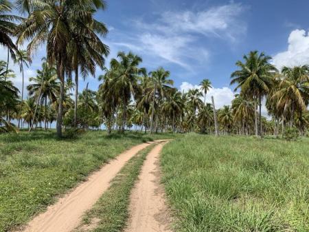 Little sand trail lined with coconut palms at Praia do Morro 