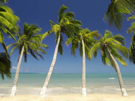 Coconut palms in the clear water at the dream beach Ponta Verde