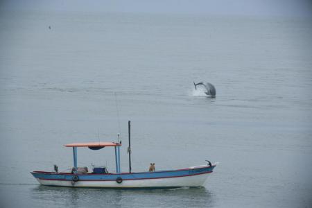 Dolphin in Laguna