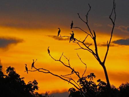 Sunset in the Amazon, with birds in a tree