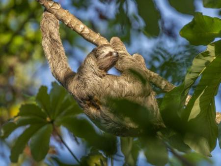 A sloth hanging on a branch