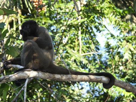Monkey on a branch in the Amazon Rainforest
